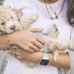 Seguros Zurich Tenerife - Calcular Seguro de Veterinario - TVT Seguros Perro y Gato Mascotas